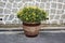 Terracotta pot of yellow daisies