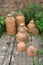 Terracotta rhubarb forcing jars