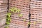 Terracotta roof tiles stacked ready for use with a symmetrical pattern.With foliage growing through