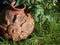 Terracotta Sun God pot in the sunshine