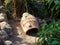 Terracotta Urn lying amongst plants and rocks.