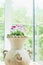 Terracotta vase or flowers pot with lovely geranium flowers over window background, home decoration