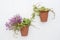 Terracotta wall pots with pink lobelia and ivy