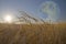 Terraformed Luna seen from field