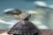 Terrain turtle