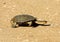 A terrapin crosses the road