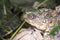 Terrapin on the forest floor