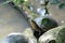 A Terrapin resting basking on some rocks boulders