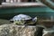 Terrapin on a rock.