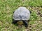 Terrapin or Tortoise on the green grass