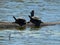 Terrapin Turtles Sitting on a Branch in the Sun