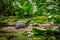 Terrapins lie on a rock in the water.