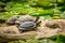 Terrapins lie on a rock in the water.