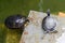 Terrapins in the Moat Around the Bandstand in Tavira