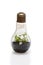 Terrarium in bulb shape.