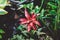 Terrarium Guzmania exotic tropical red flower tropical environment