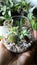 Terrarium little garden of cactus and succulents