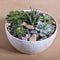 Terrarium, sand, rock, succulent, cactus