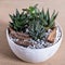 Terrarium, sand, rock, succulent, cactus