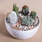 Terrarium, sand, rock, succulent, cactus