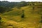 Terrced rice fields - gold terraced rice fields in