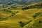 Terrced rice fields - gold terraced rice fields in