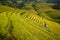 Terrced rice fields - gold terraced rice fields in