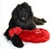 Terre neuve newfounland dog love st valentin romantic