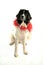 Terre neuve newfounland dog love st valentin romantic landseer