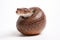 Terrestrial animal curled in white background pottery art