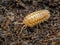 Terrestrial pill bug, Armadillidium nasatum, peach colour phase