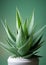 Terrestrial plant in white flowerpot on green background, Still life photography