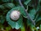 Terrestrial pulmonate gastropod mollusk (Monacha cartusiana), land mollusk on a green leaf