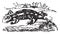 Terrestrial salamander, vintage engraving