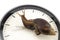 Terrestrial snail crossing a clock dial