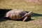 A terrestrial spurred tortoise