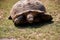 A terrestrial spurred tortoise