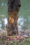 Terrible Beaver Damage Done To Trees Morgan County Alabama