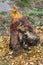 Terrible Beaver Damage Done To Trees Morgan County Alabama