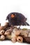 terrible black bird sits on rotten stump with mushrooms toadstools