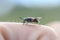 Terrible gadfly with green eyes sits on your finger