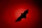 Terrible horrible bat silhouette in sky in flight