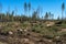 Terrible looking deforestation area with timber and branches on the ground