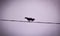 A terrible and old crow sits on a wire and croaks with its beak open.