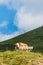 A terribly tired alpine cow leans on a tourist bench. Around a field of wildflowers, green meadow in the scenic mountains in Alps