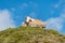 Terribly tired alpine cow leans on a tourist bench. Around a field of wildflowers, green meadow in the scenic mountains in Alps