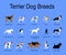 Terrier dog breeds collection poster vector illustration isolated on blue background.