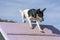 Terrier Dog Climbing the Agility A-frame Wall