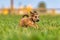 Terrier dog in the grass on a farm