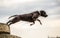 Terrier dog jumping in water